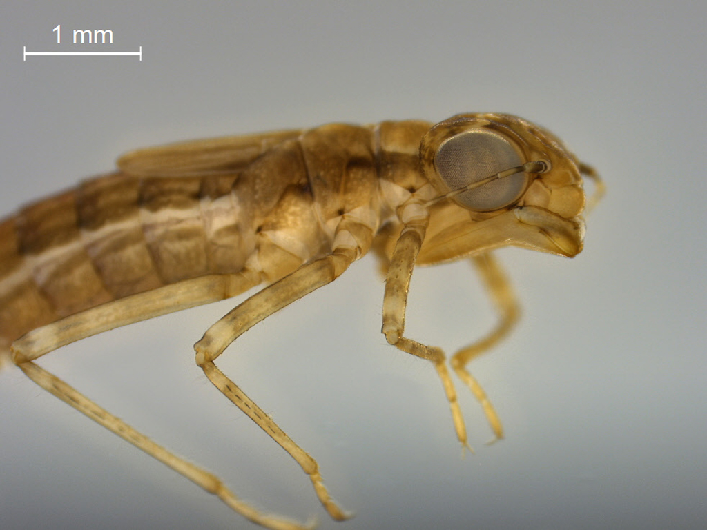 Nehalennia speciosa
